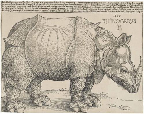 Durer s rhinoceros 1515
